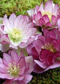 Helleborus 'Peppermint Ice'